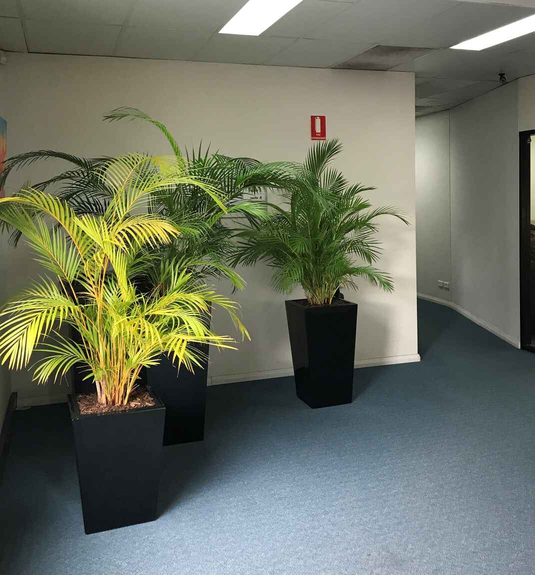 2 & 2a/81 - 85 Great North Road Five Dock