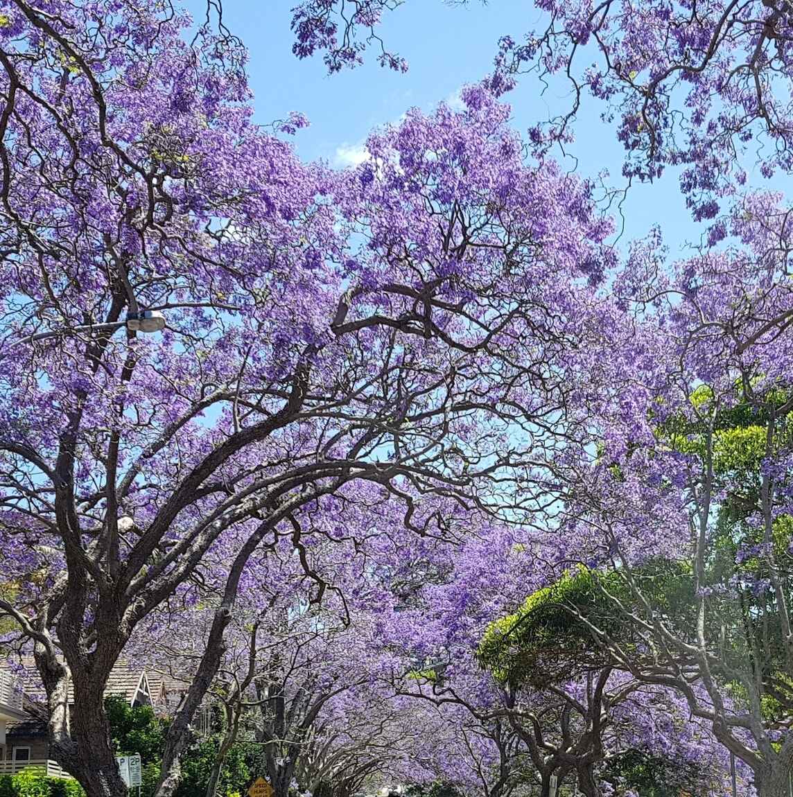 304/47 Carabella Street Kirribilli 304/47 Carabella Street Kirribilli