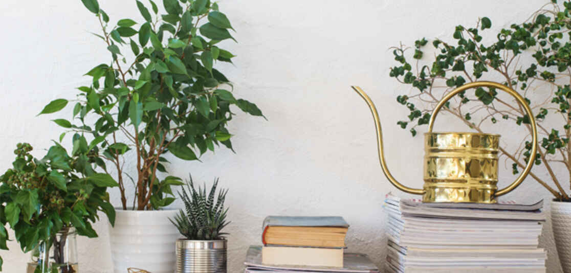 THRIVING INDOOR PLANTS THRIVING INDOOR PLANTS